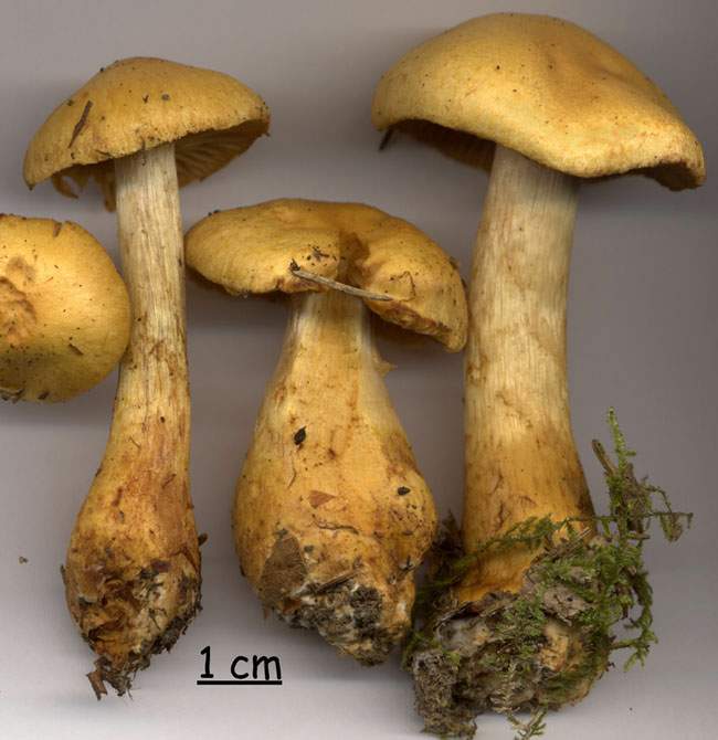 Cortinarius callisteus